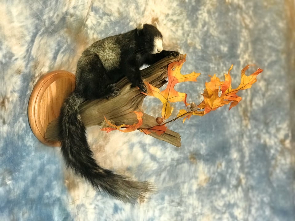 Black Fox Squirrel Mounts | informacionpublica.svet.gob.gt