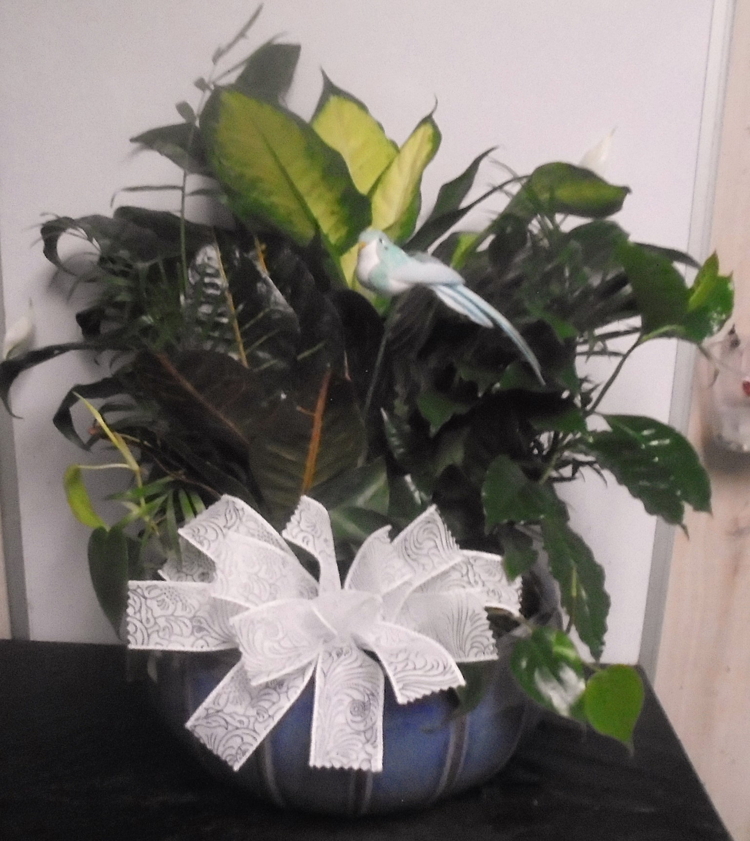 (8) Dish-Garden Plant 
With Bird
$100.00