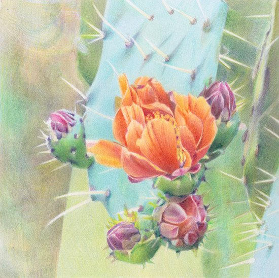 Nopal de Cerro (Opuntia lasiacantha)
Exhibited Society of Botanical Artists 2016