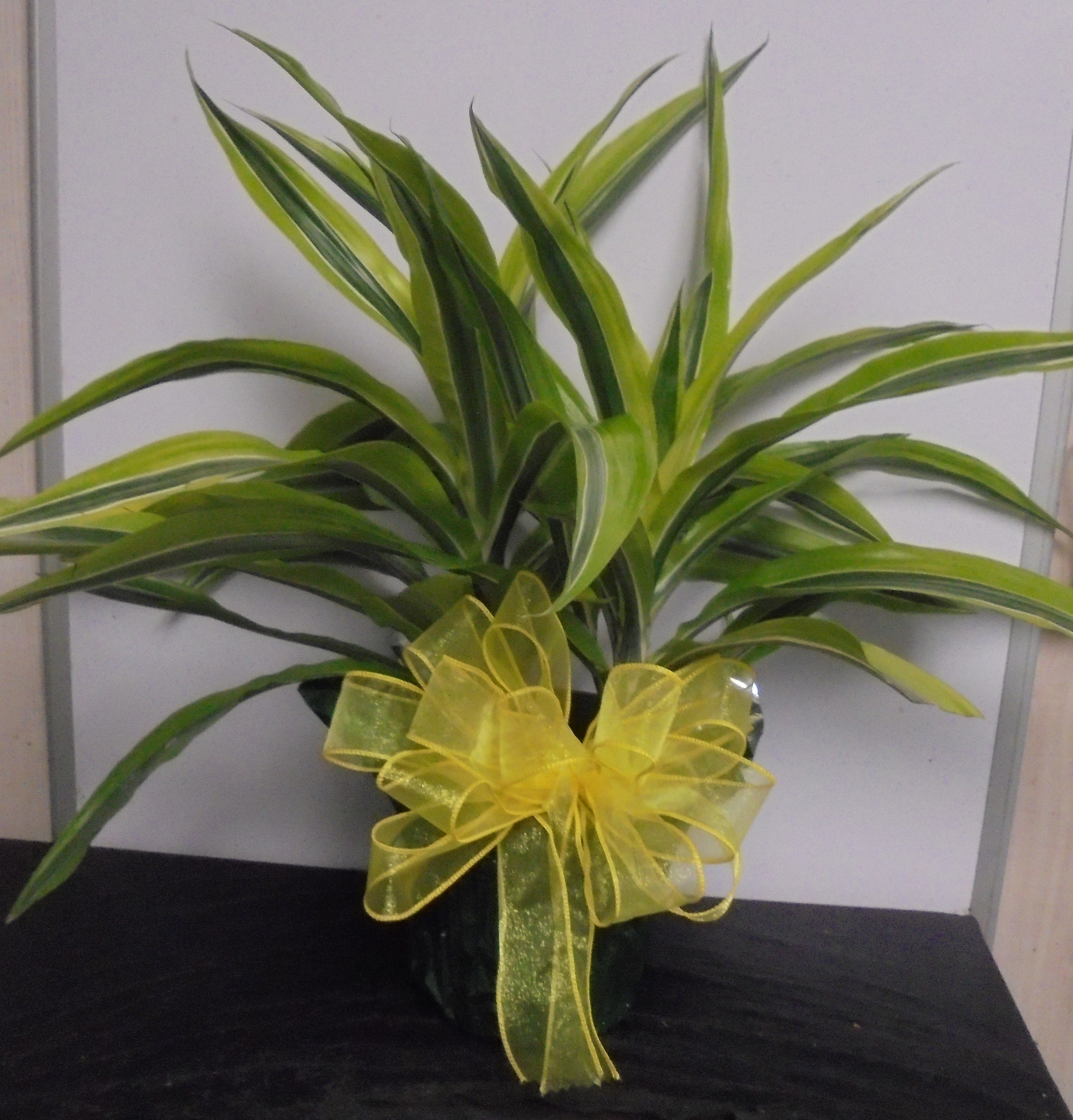  (5) "Lemon-Lime" Plant
$45.00