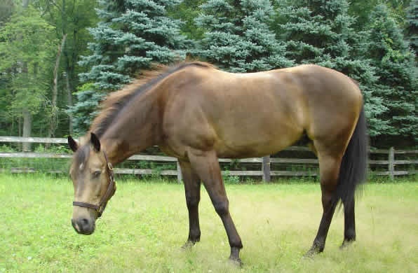Jelly Bean the Horse