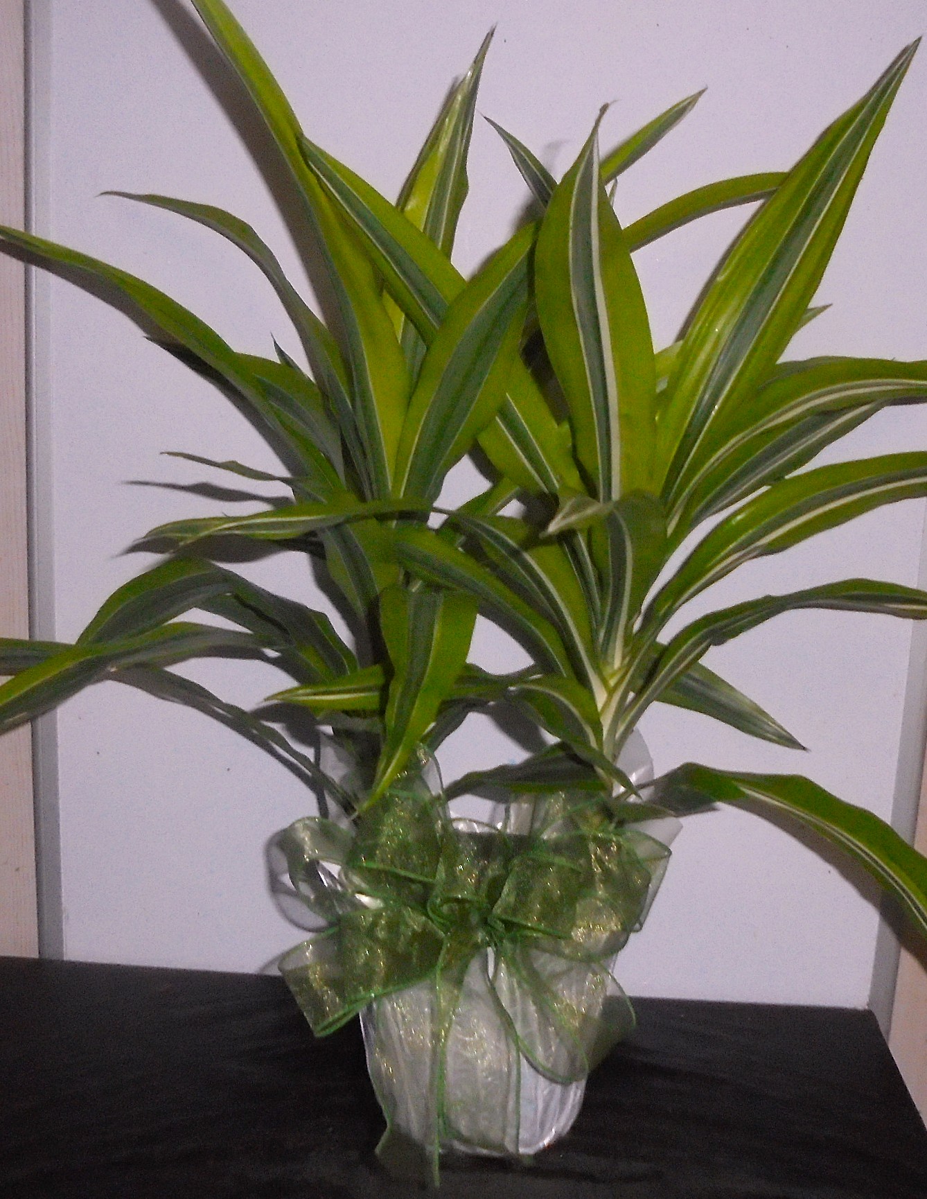 (3)  "Lemon-Lime" Plant
$45.00