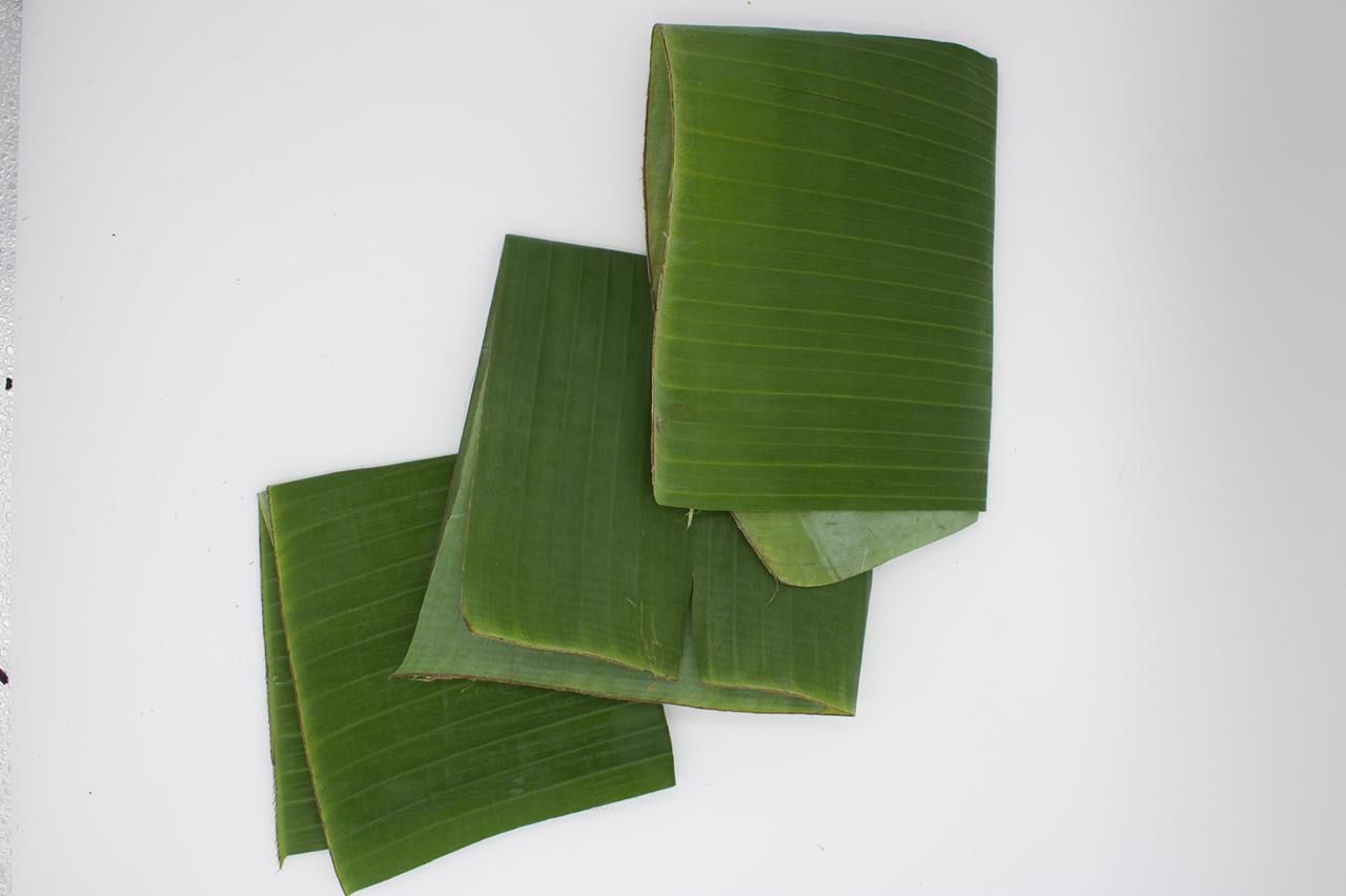 HOJA DE PLATANO