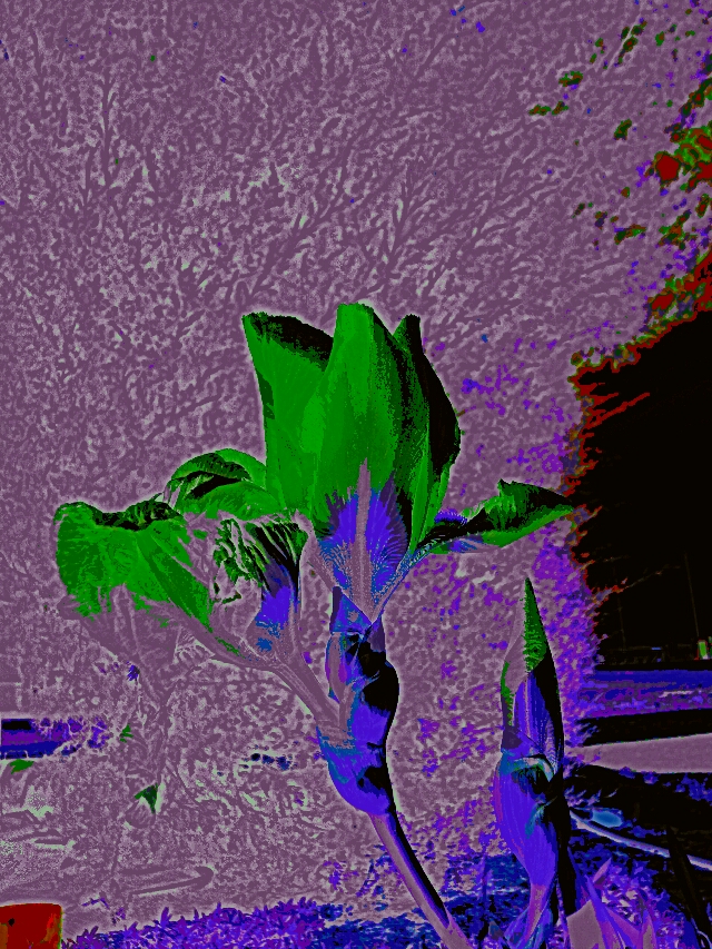 In Bloom