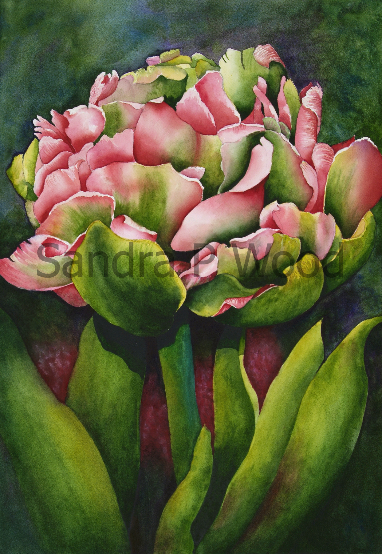 PINK TULIP 2
(watercolor)
Sold

