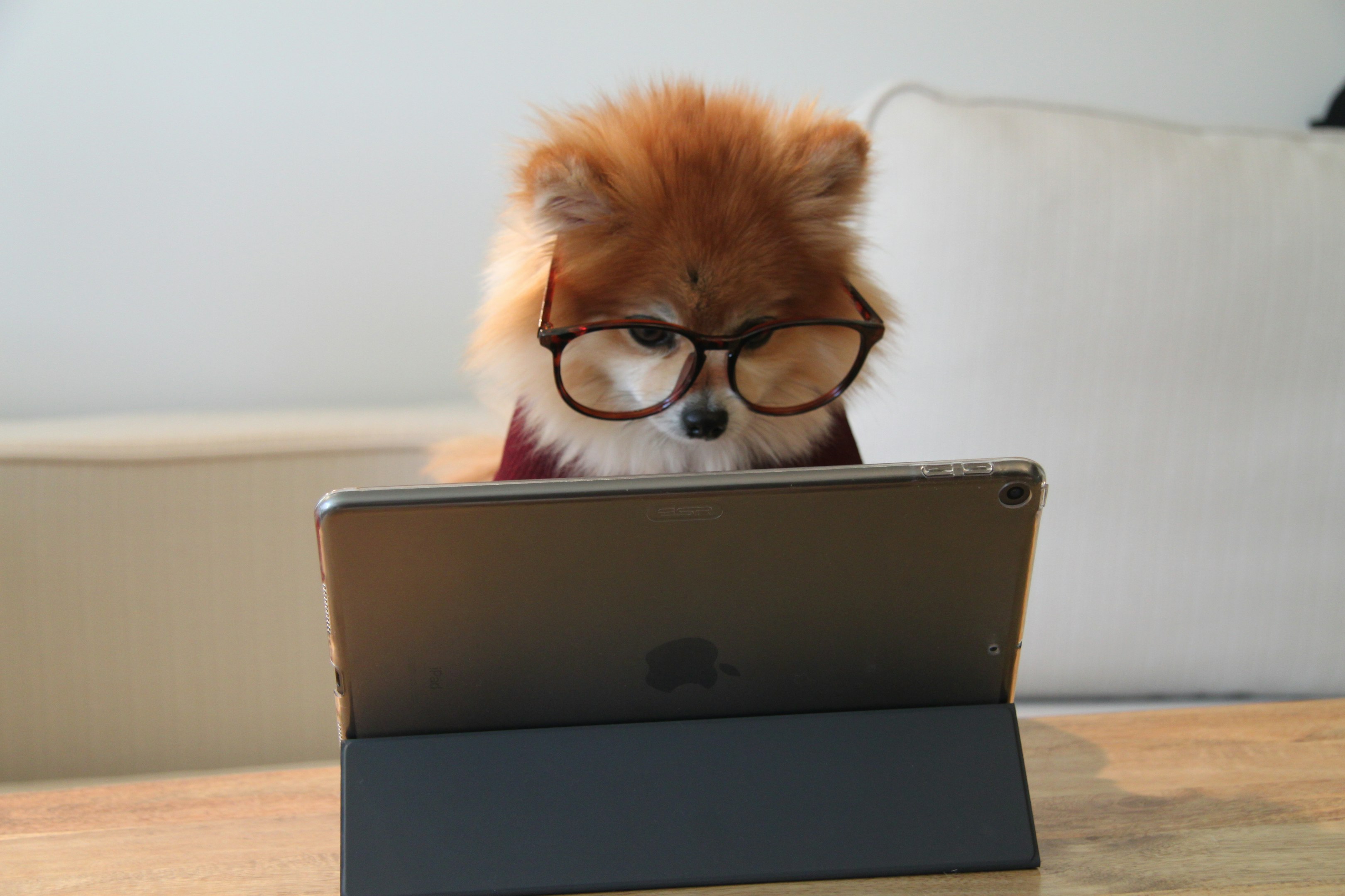 perro pequeño de pelo largo marrón y blanco usando gafas en computadora portátil negra