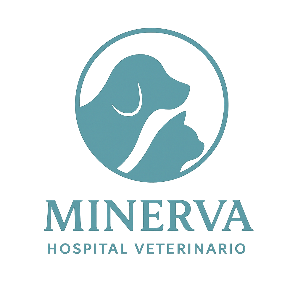 Tres perros de diferentes tamaños y razas sentados en una sala iluminada por el sol, con paredes azul claro y plantas decorativas.