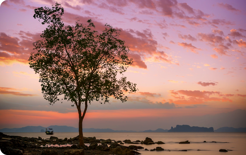 Lone tree on a peninsula during sunset. Lone tree on a peninsula during sunset.