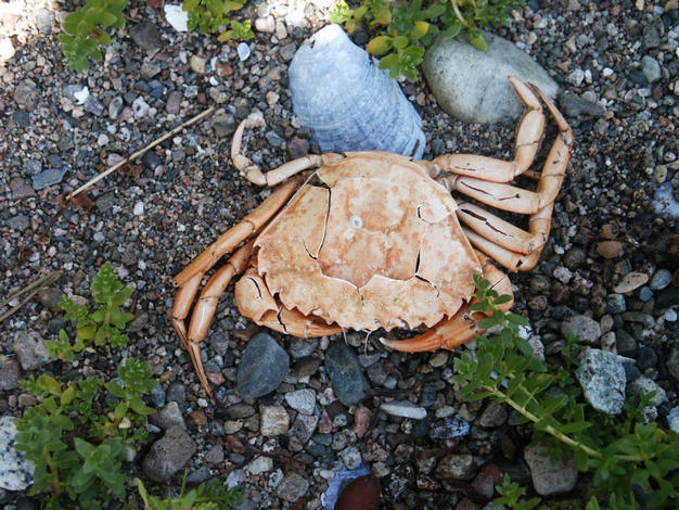 Crab & Mussel shells