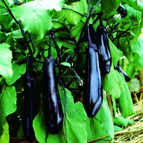 Eggplant Black Shine Eggplant Black Shine