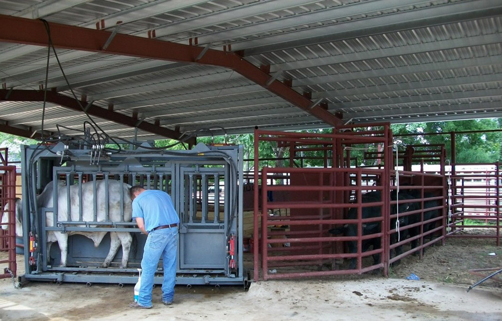 Cattle Treatment Area