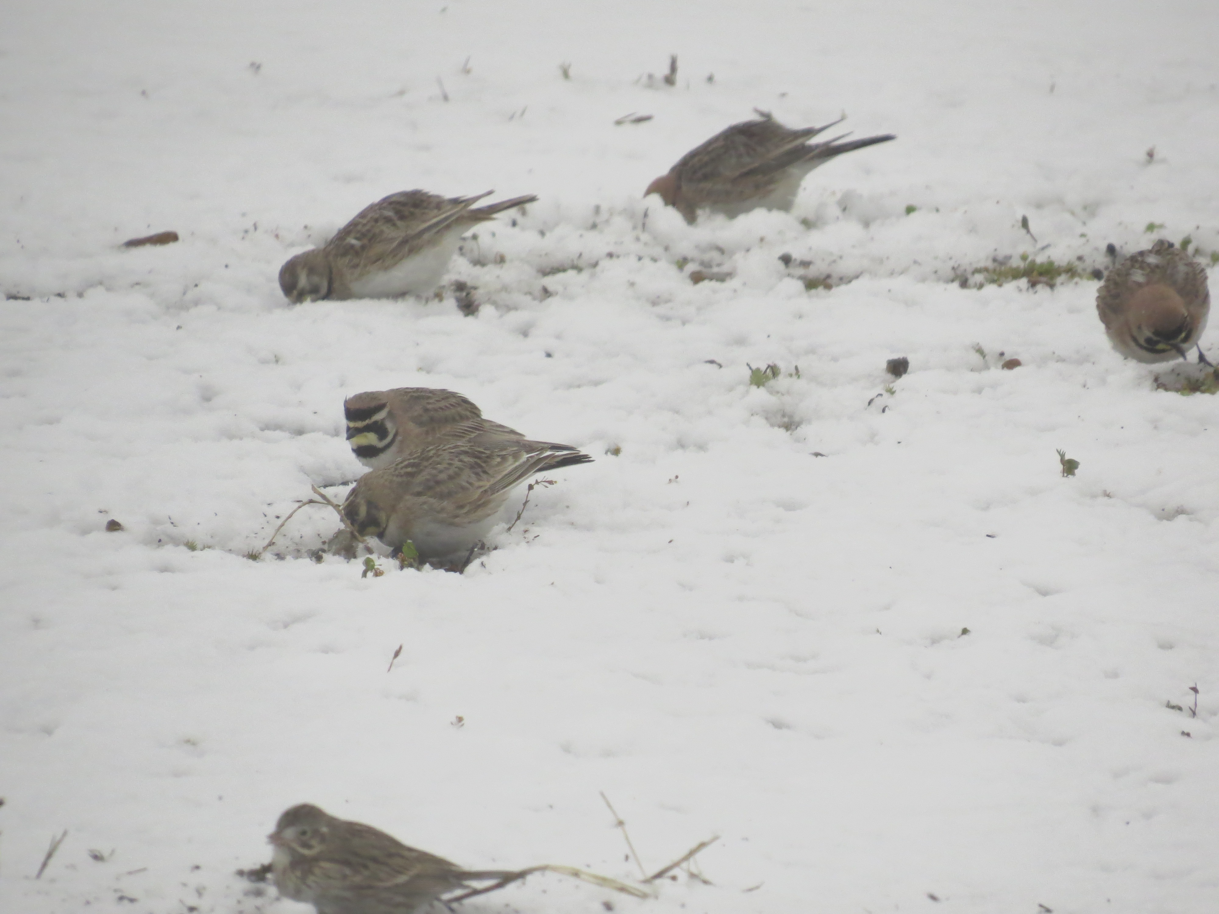 Diary of a Clueless Birder