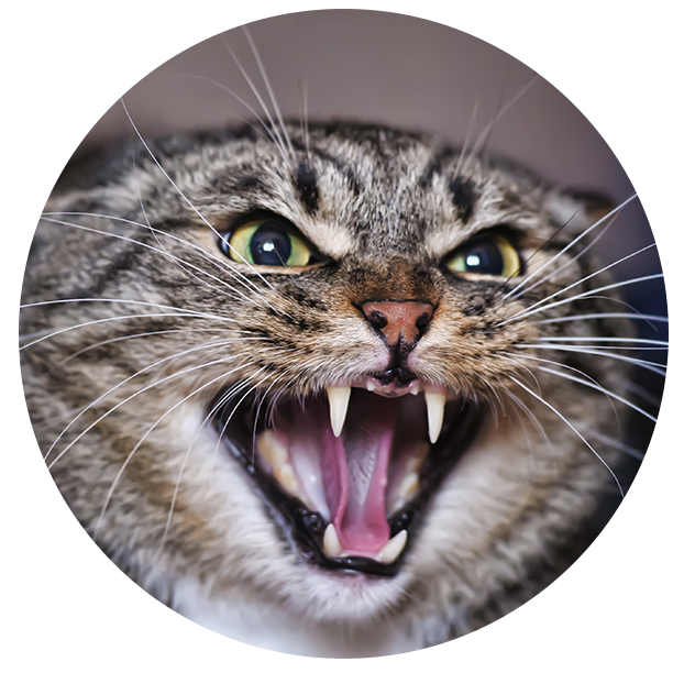 Cat Training Omaha Cat Trainer Mind Your Manners Pet Training
