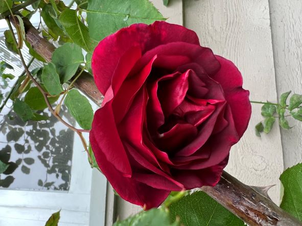 May 17, 2022 - From Darlene S. in West Vancouver: My red, very fragrant Étoile de Hollande HT climber is on the south wall of the house and is always early.    