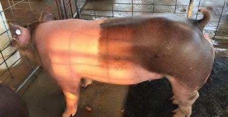 Gracie Cowen
2017 Gibson County Fair
Class Winner in Light Weight Class