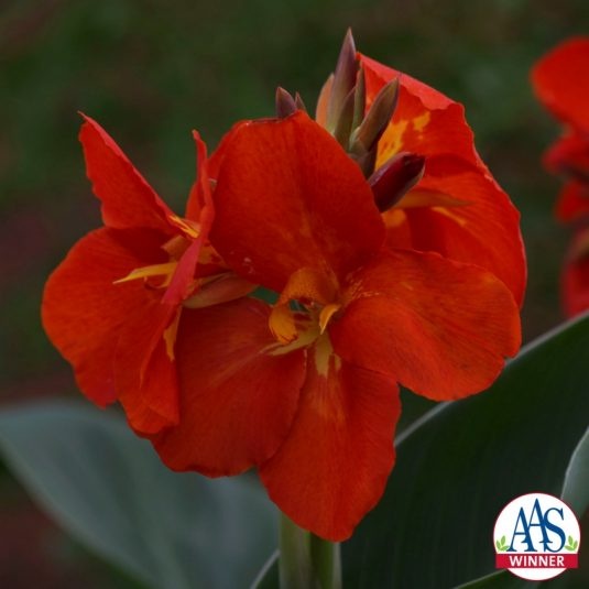 South Pacific Scarlet South Pacific Scarlet