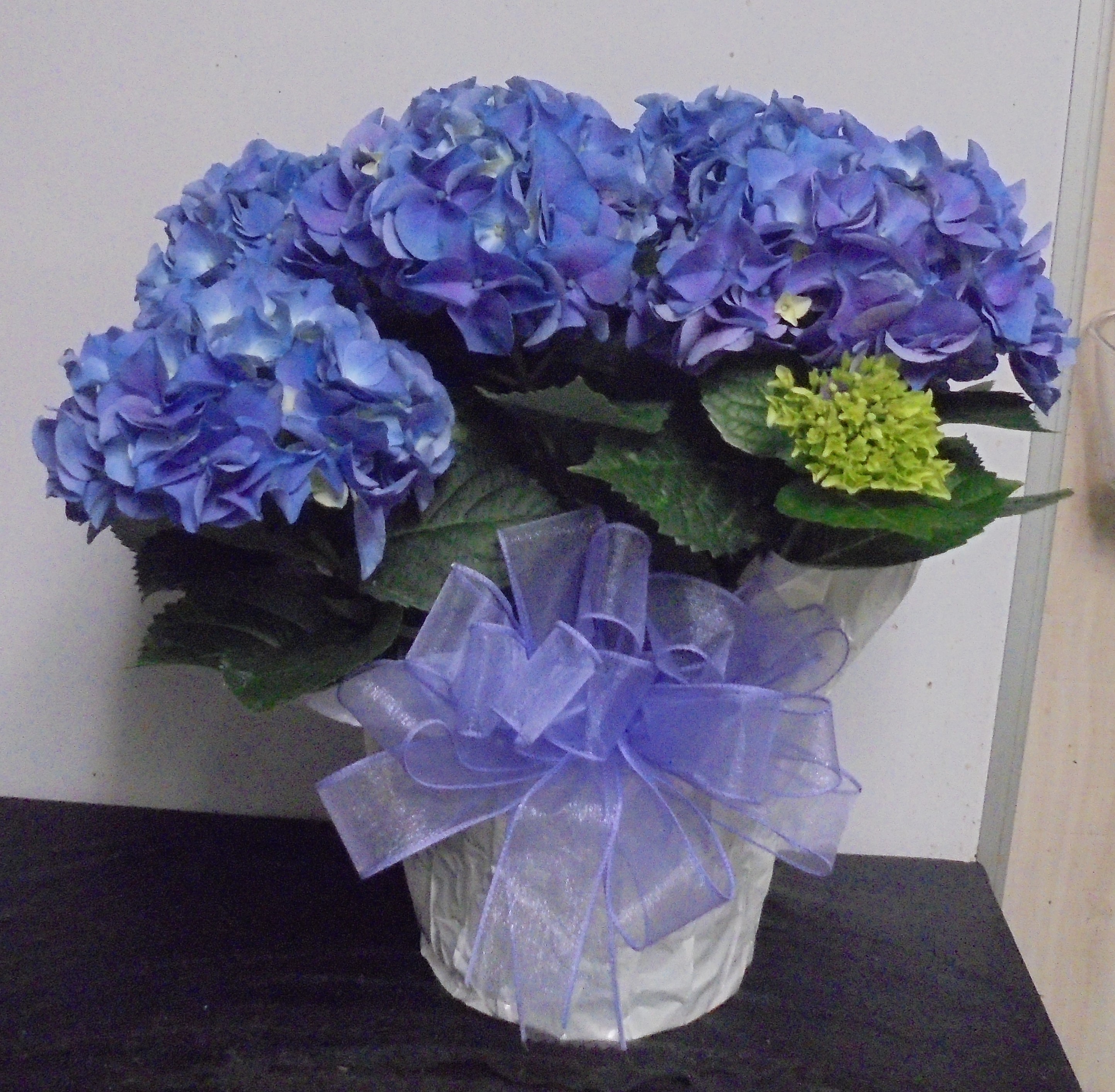 (19) "Purple" Hydrangea Plant
$60.00
