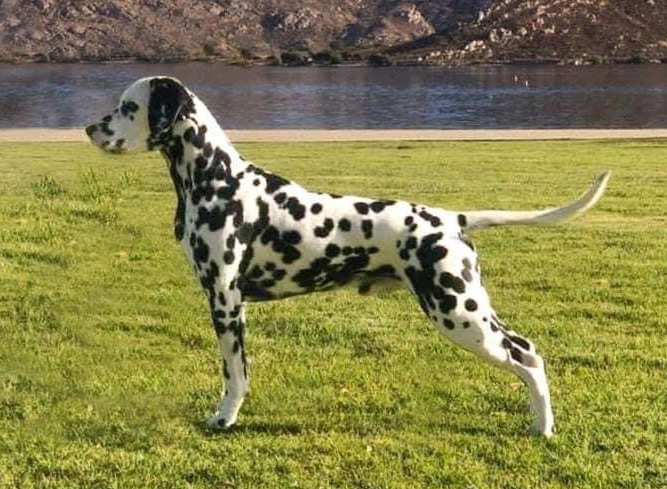 Brew stacked Lake Perris