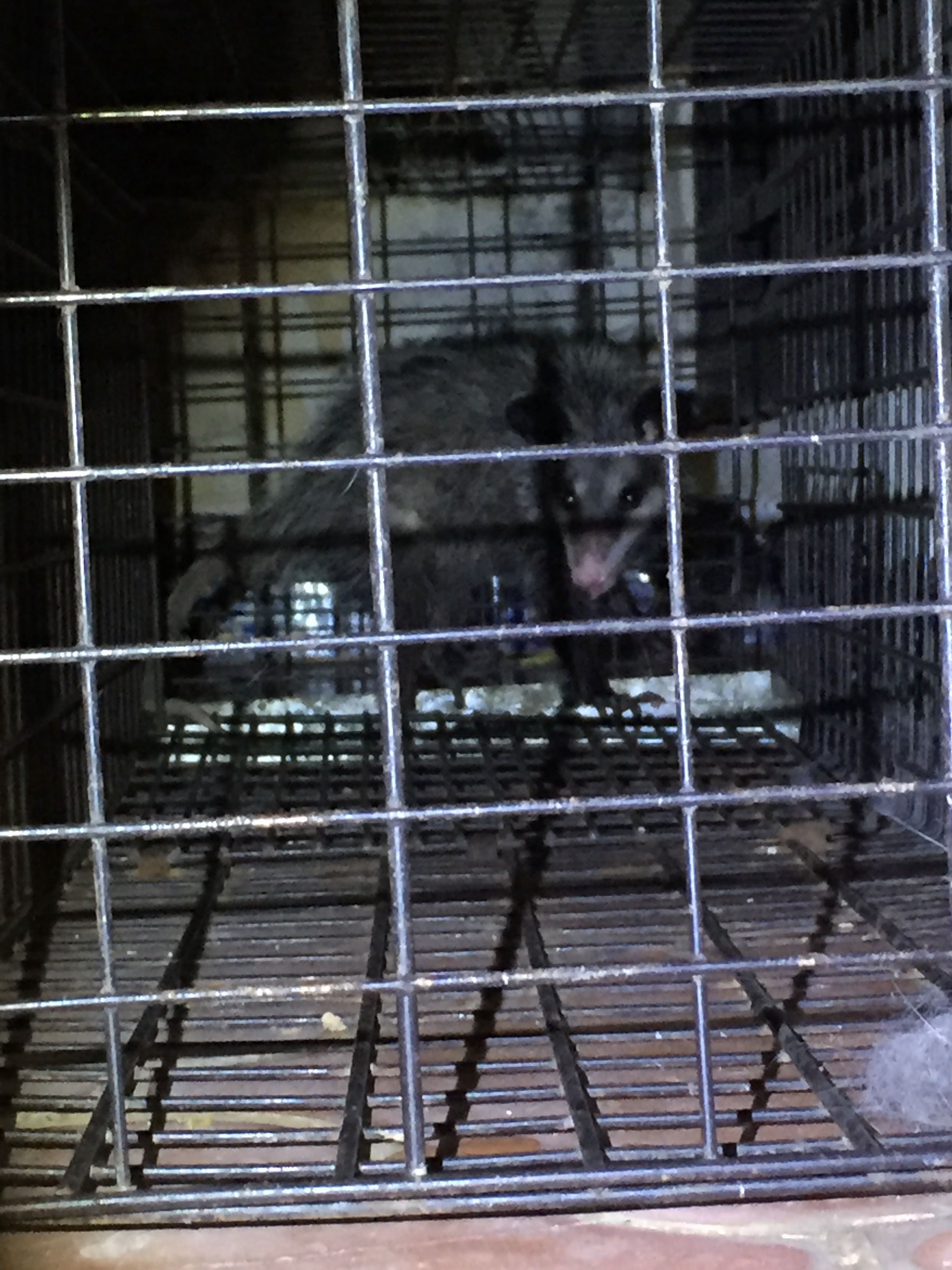 Biocontrol-trampas para reubicaciòn de mamíferos