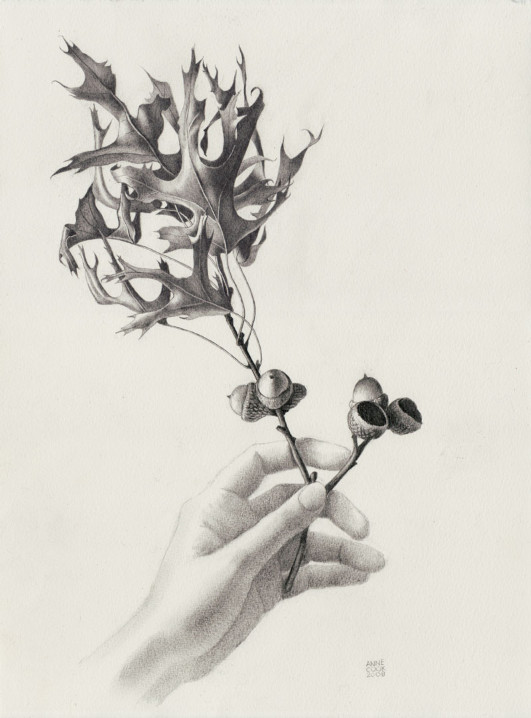 Oak Branch, graphite on paper