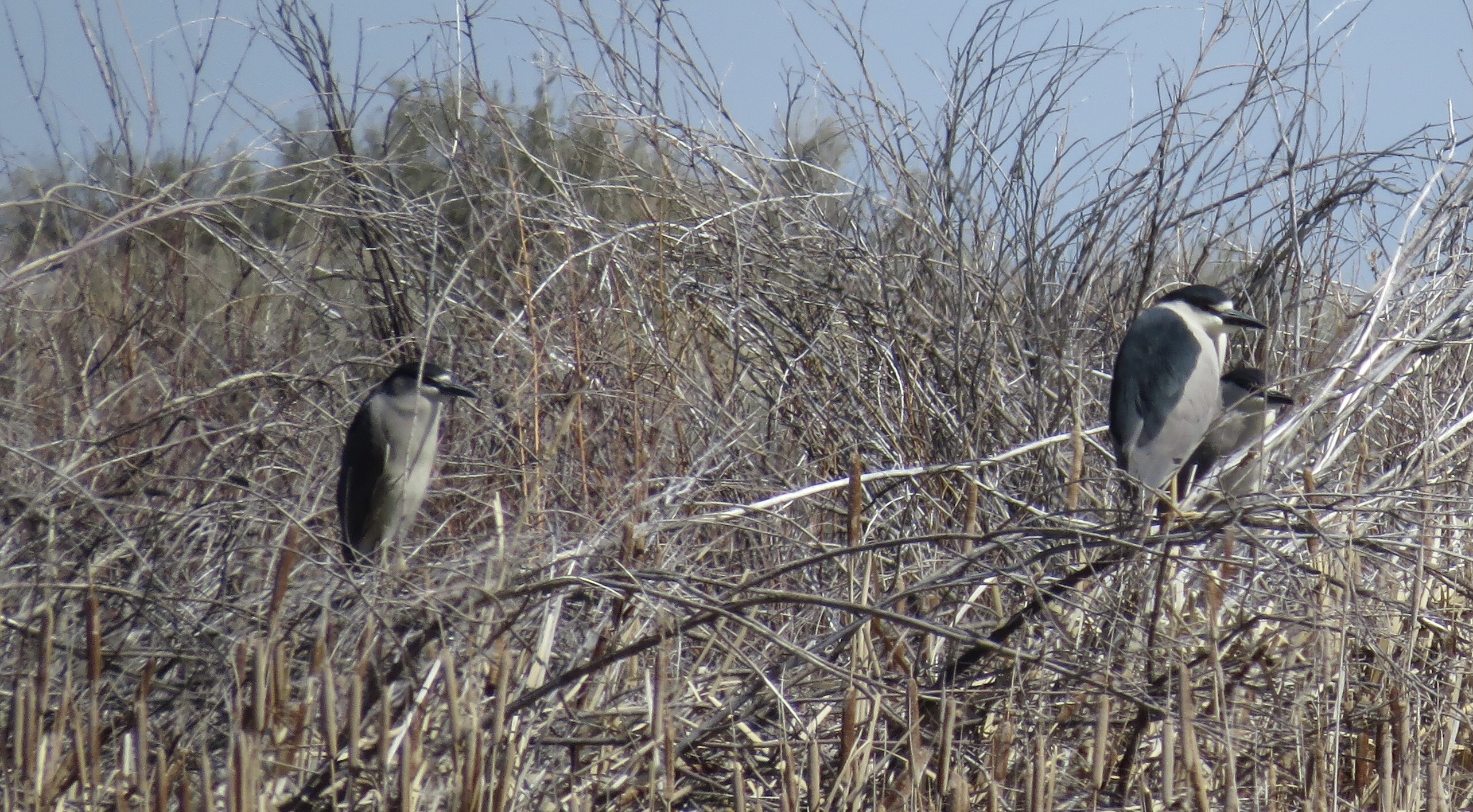 Birding from a Fishing Kayak