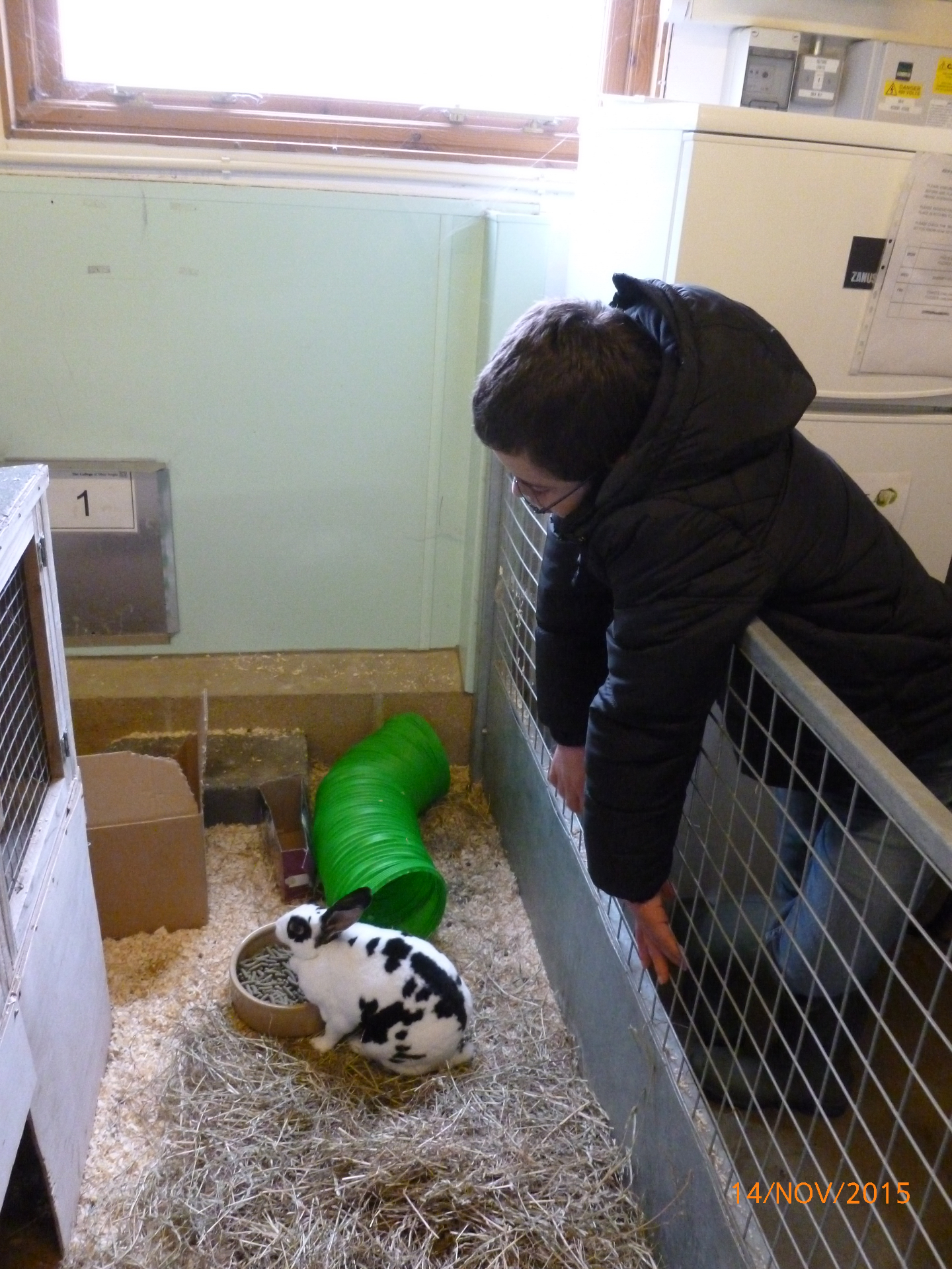We enjoyed meeting the rabbits and guinea pigs 
Animal Experience - College of West Anglia