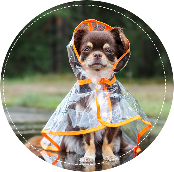 A puppy in a raincoat