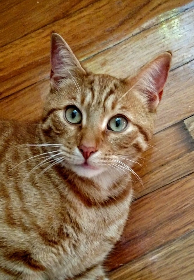 Www Completeanimal Com Home