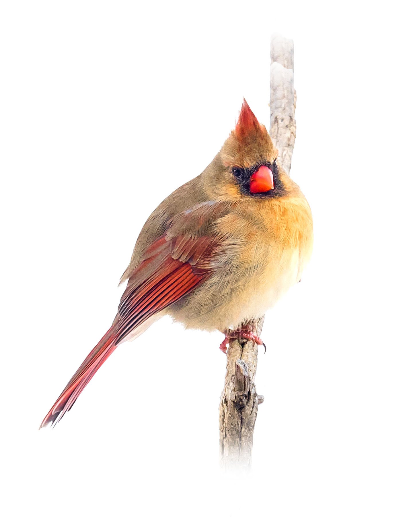 Northern Cardinal female 14