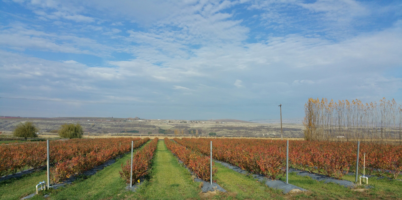The fields have begun to turn Crimson! Fall 2016