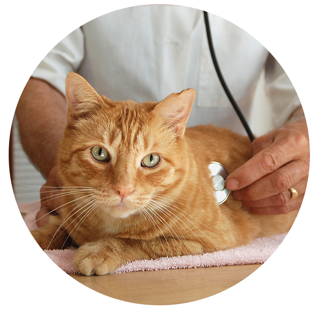 Cat Training Omaha Cat Trainer Mind Your Manners Pet Training