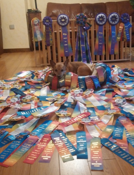 Rusty the Dog and His Ribbons