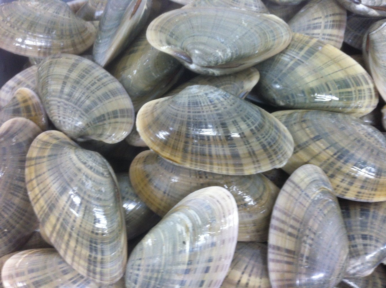 WE BEGAN THE SUNRAY CLAM DEVELOPMENT ELEVEN YEARS AGO WITH THE 1ST SPAWN

VAN LEWIS OF ST. TERESA FLORIDA WAS THE VISIONARY THAT FIRST ESTABLISHED IT AS AN AQUACULTURE PRODUCT

(Macrocallista nimbosa)
