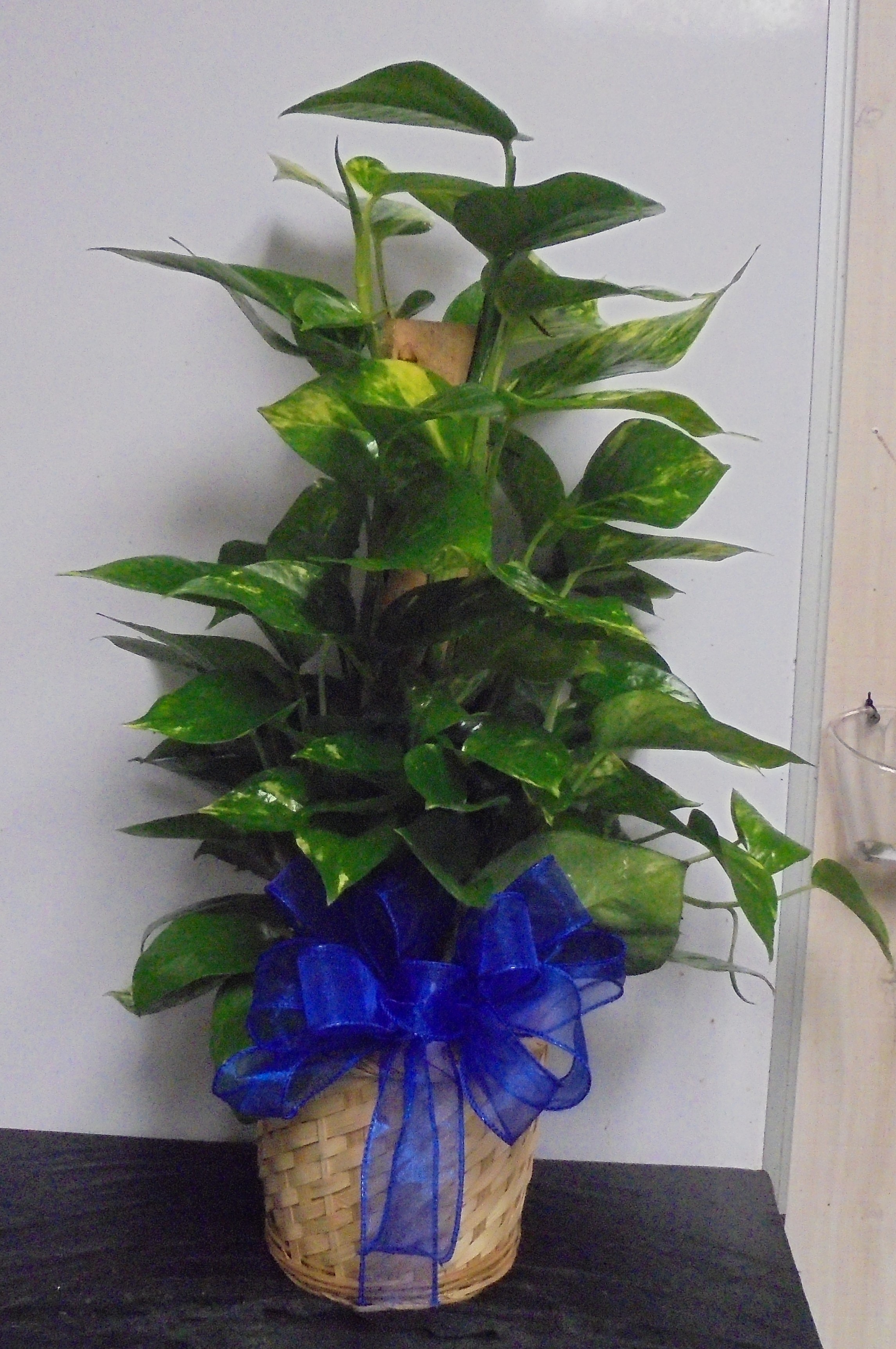 (SORRY OUT OF STOCK!!)
(16) "Totem Pole" Plant
$40.00