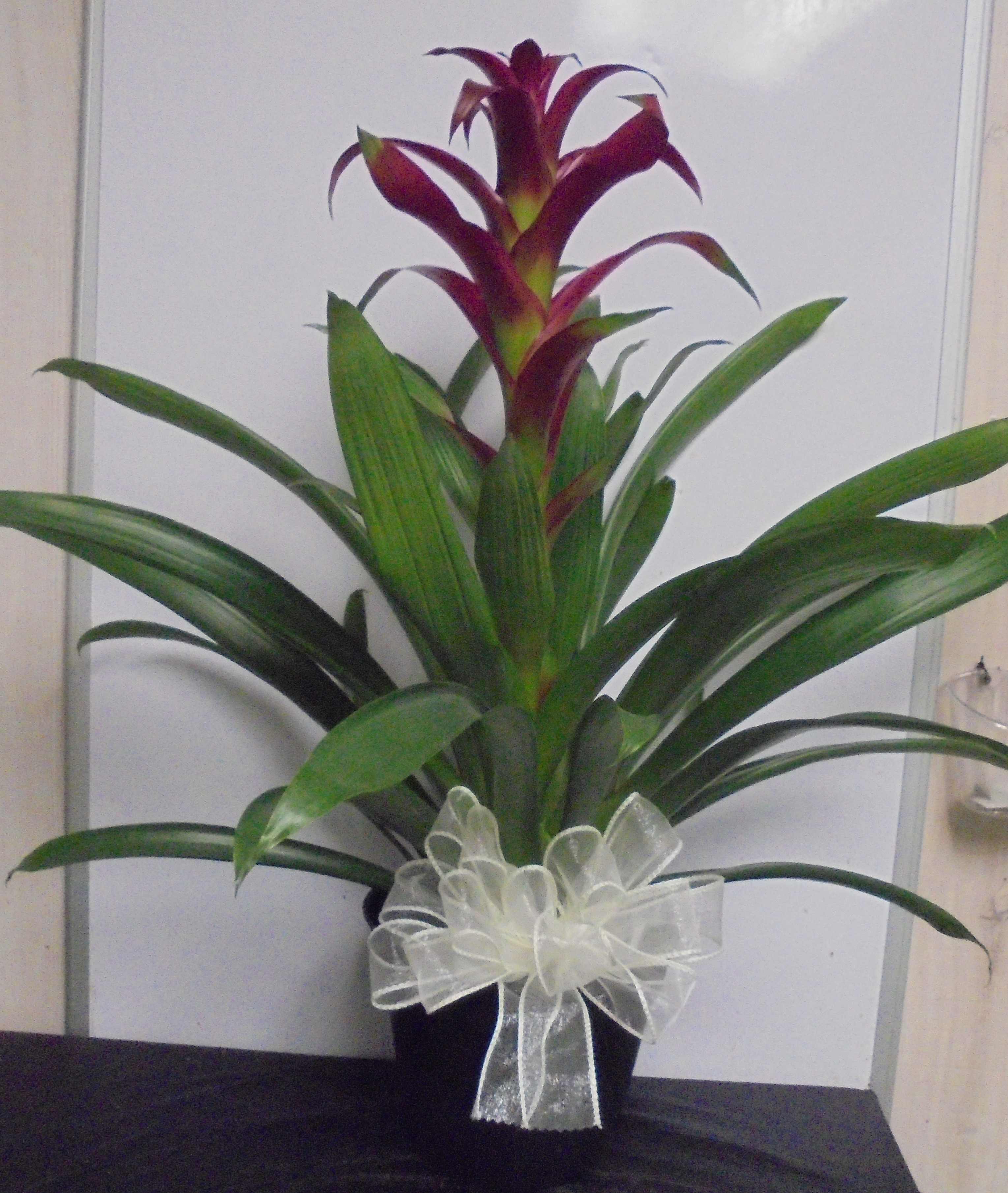 (19) "Dark Purple" Bromeliad Plant
$60.00