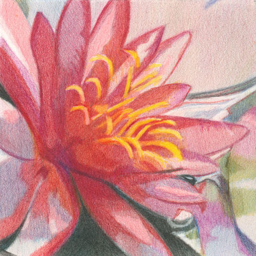 Waterlily Notan in colour (5" x 5", coloured pencil on Arches HP)