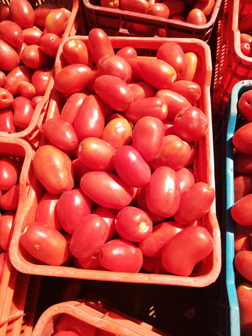 https://0201.nccdn.net/1_2/000/000/0d9/f72/tomate-resistente--1-.jpg