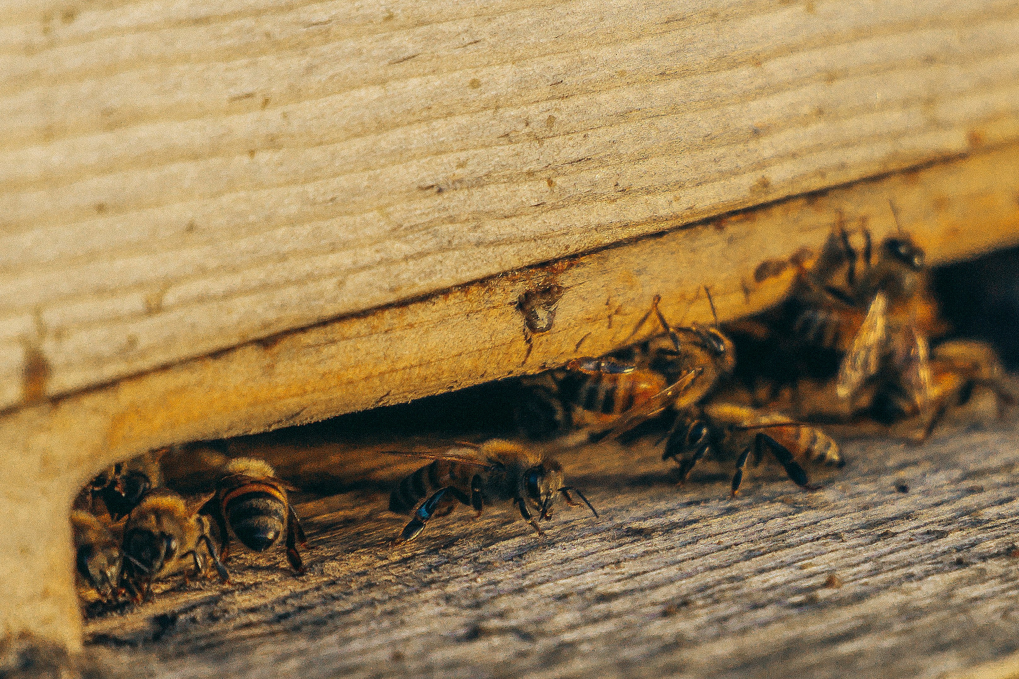 grupo de abejas