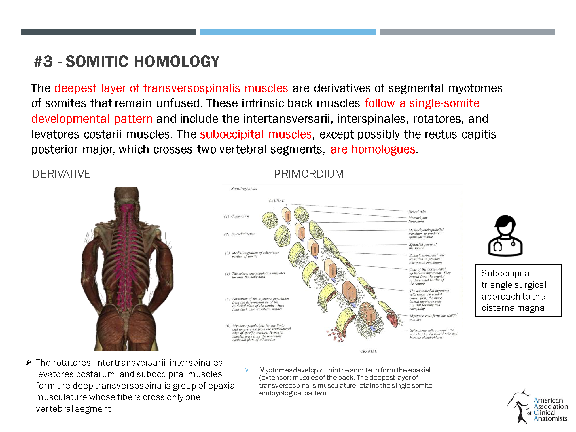 https://0201.nccdn.net/1_2/000/000/0da/1b2/boaz-aaca-template-2021-onto-phylogenetic-dissection-of-the-back.png