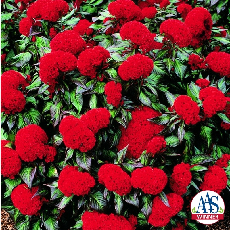 Twilley Seed Celosia Twilley Seed Celosia