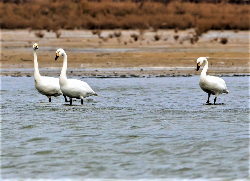 Yellowneb, Yellowneb and Blackneb.