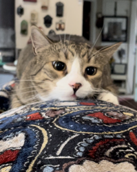 Gage kitty