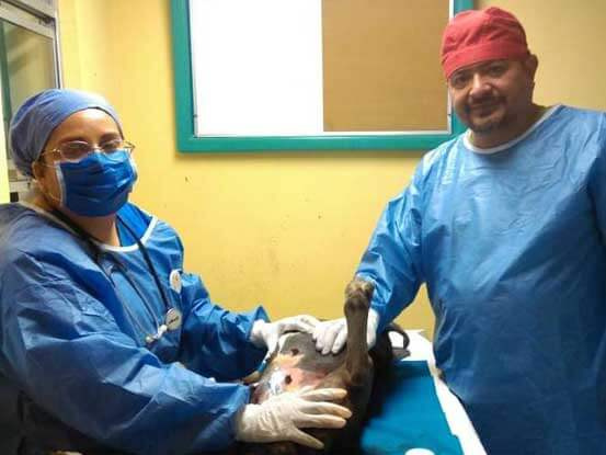 Forrajera y Veterinaria "Ortiz" - URGENCIAS