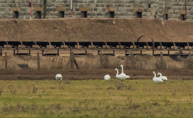 Bewick's Feeding.