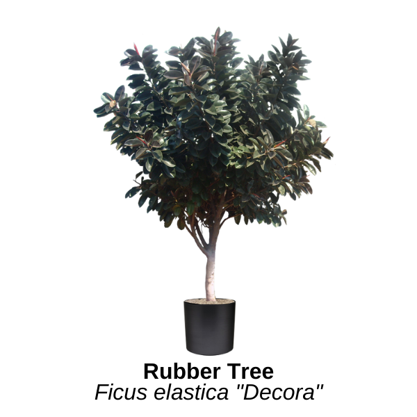 https://0201.nccdn.net/1_2/000/000/0db/11d/rubber-tree.png