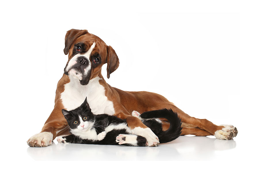 CAVET - Dermatología de perros