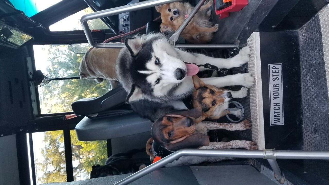 Pets Riding on Berta