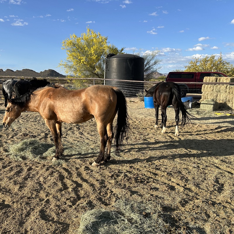 4 horse is a coral