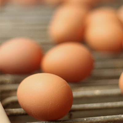 Farm-Fresh Eggs 6 Farm-Fresh Eggs 6