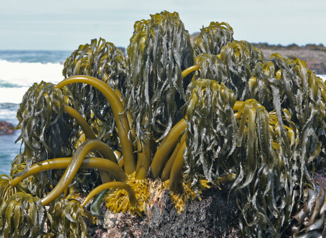 Silky Sea Palms! (Postelsia palmaeformis)